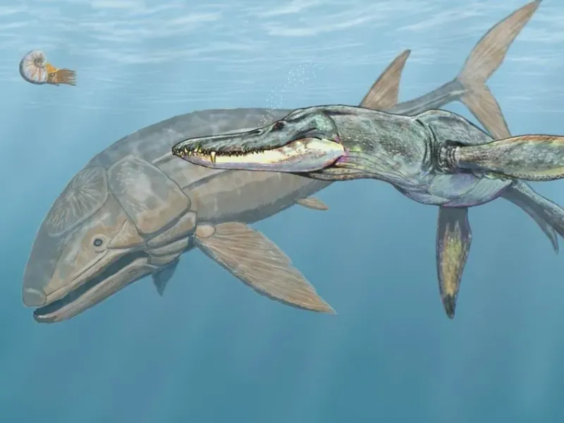 Лиоплевродон